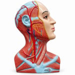 A Dissection of the Right Side of the Neck